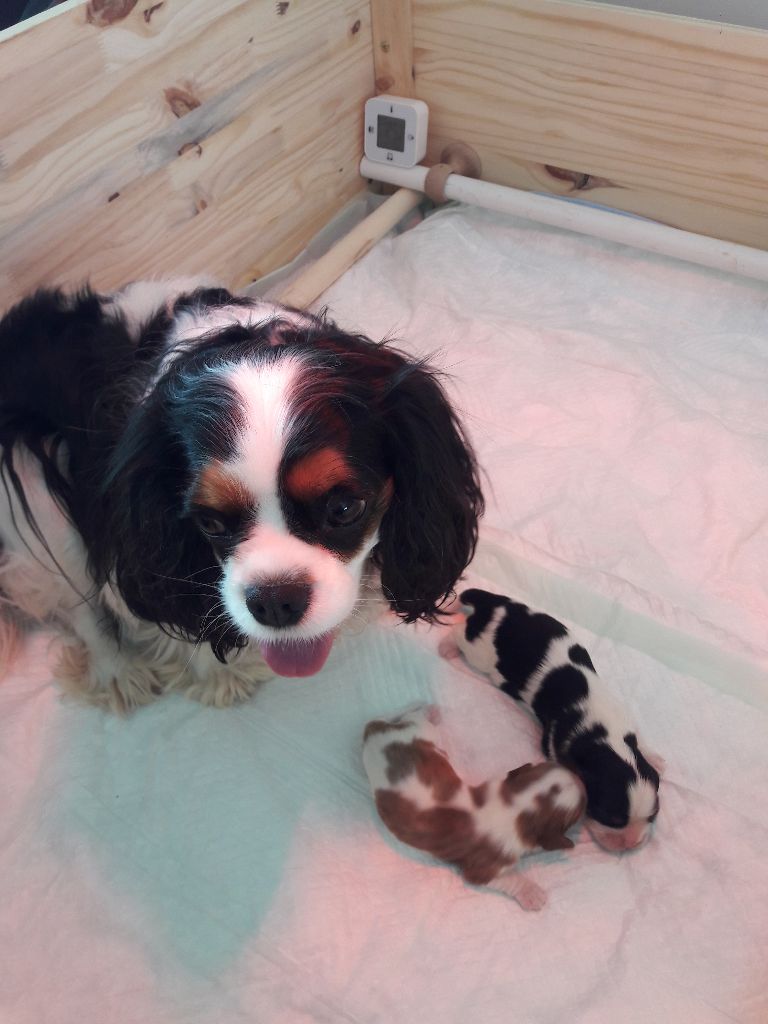 Des Cavaliers De L'Anzac - Cavalier King Charles Spaniel - Portée née le 15/03/2021