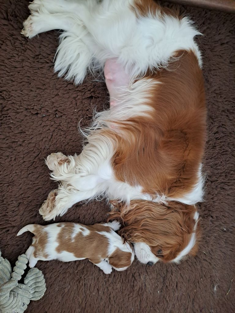 chiot Cavalier King Charles Spaniel Des Cavaliers De L'Anzac