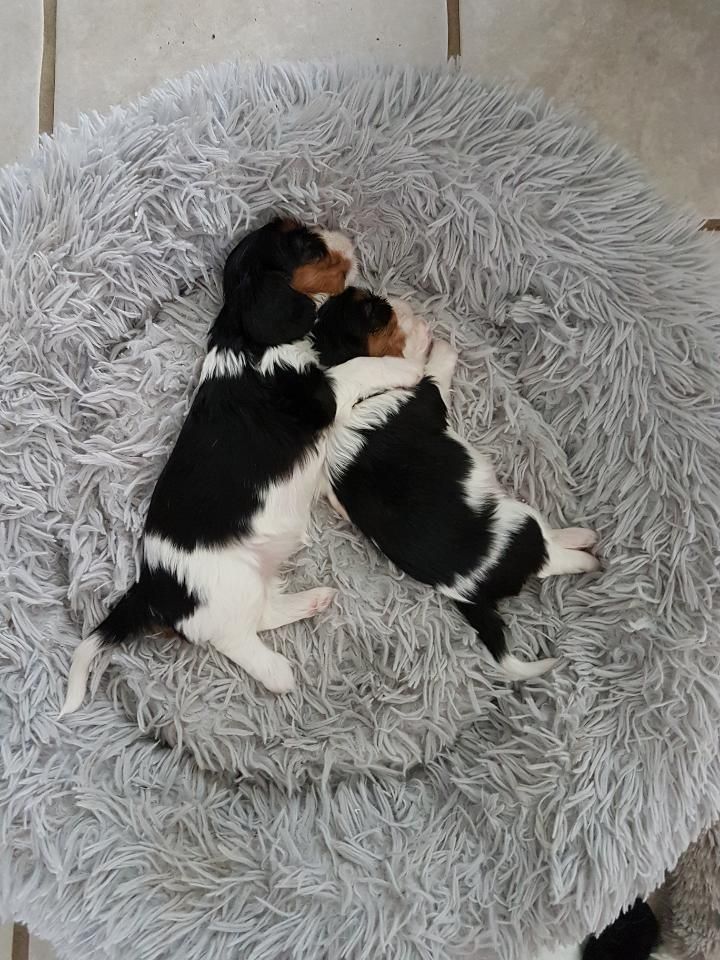 chiot Cavalier King Charles Spaniel Des Cavaliers De L'Anzac