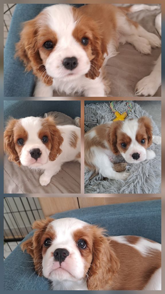 Adorables loulous disponibles pour famille aimante ! 