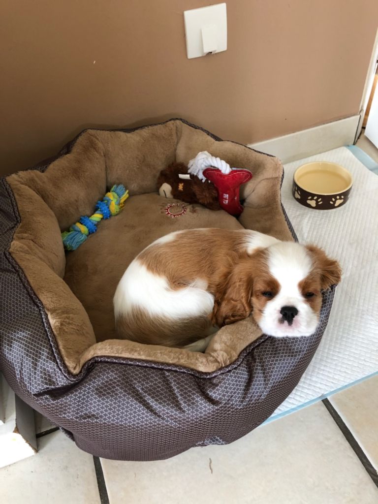Les chiots sont arrivés dans leur famille