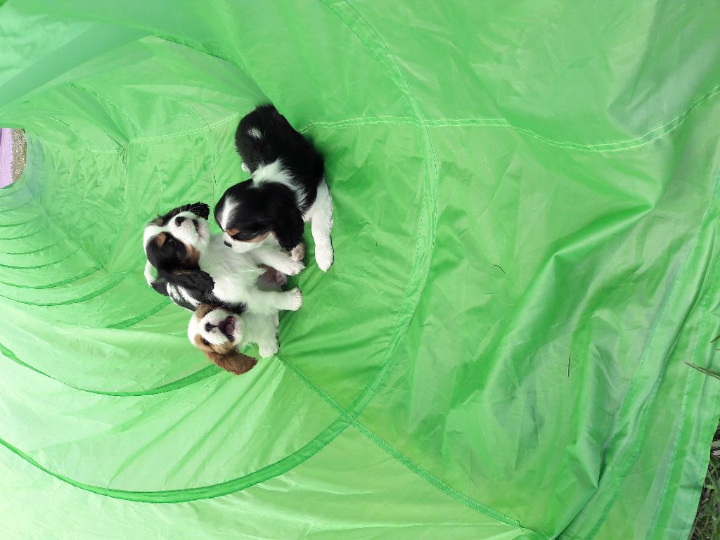 les chiots jouent...(21 avril 2020)