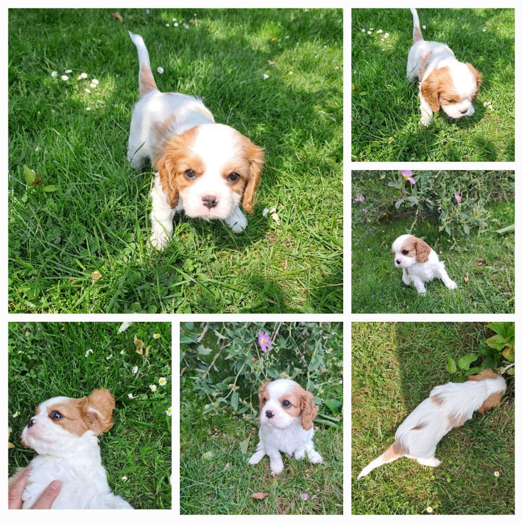 Des Cavaliers De L'Anzac - Chiots disponibles - Cavalier King Charles Spaniel