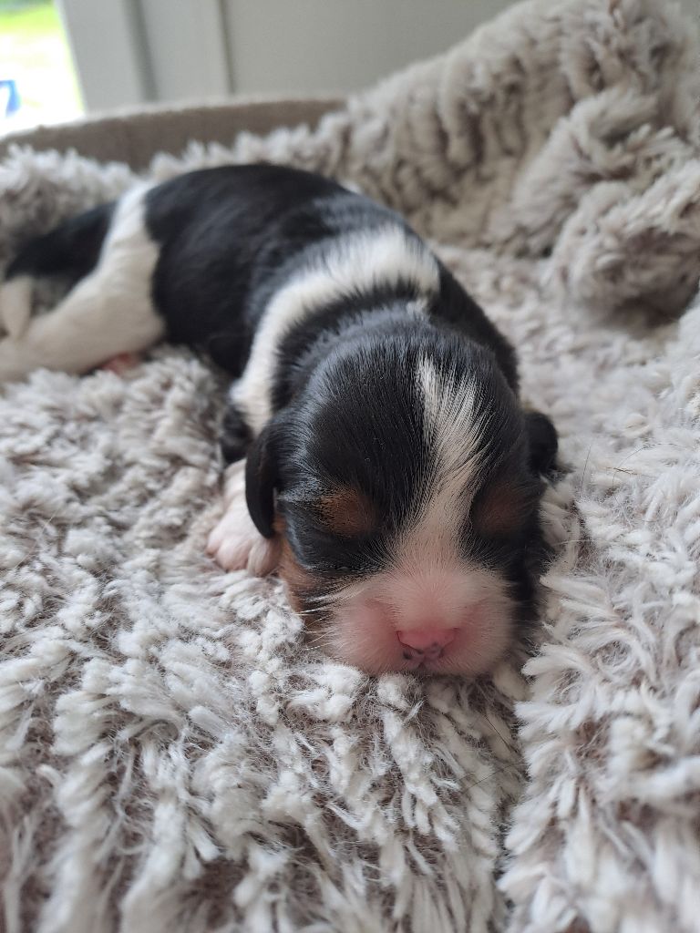 Des Cavaliers De L'Anzac - Chiots disponibles - Cavalier King Charles Spaniel