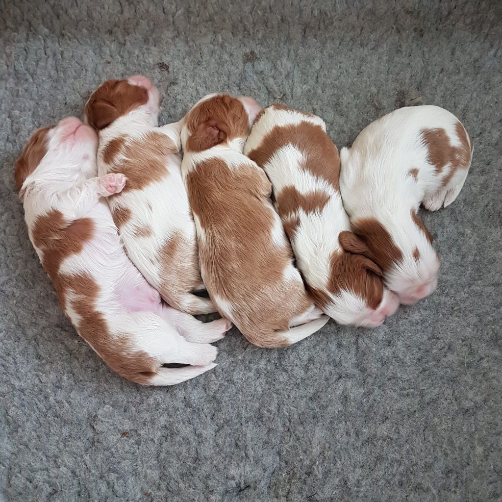 Chiot Cavalier King Charles Spaniel Des Cavaliers De L'Anzac