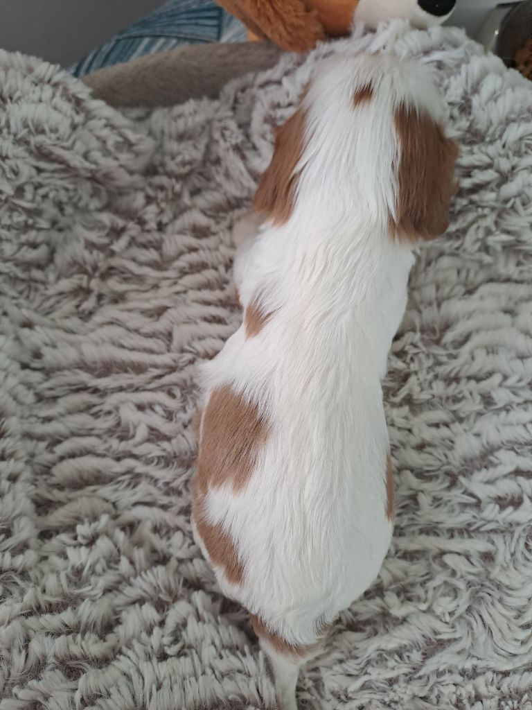 Des Cavaliers De L'Anzac - Chiots disponibles - Cavalier King Charles Spaniel
