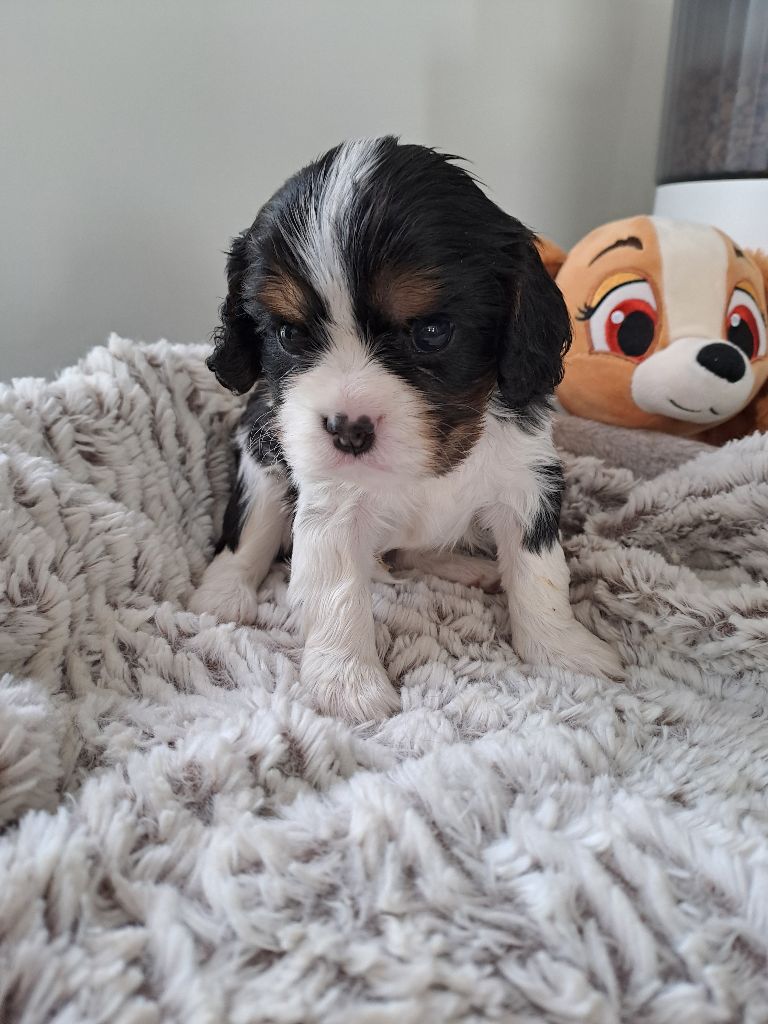 Des Cavaliers De L'Anzac - Chiots disponibles - Cavalier King Charles Spaniel