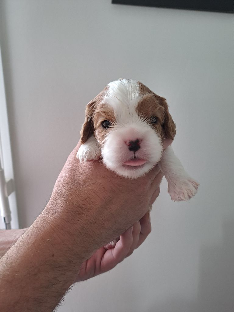 Des Cavaliers De L'Anzac - Chiots disponibles - Cavalier King Charles Spaniel