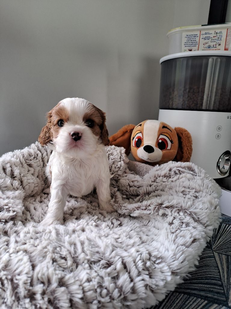 Des Cavaliers De L'Anzac - Chiots disponibles - Cavalier King Charles Spaniel