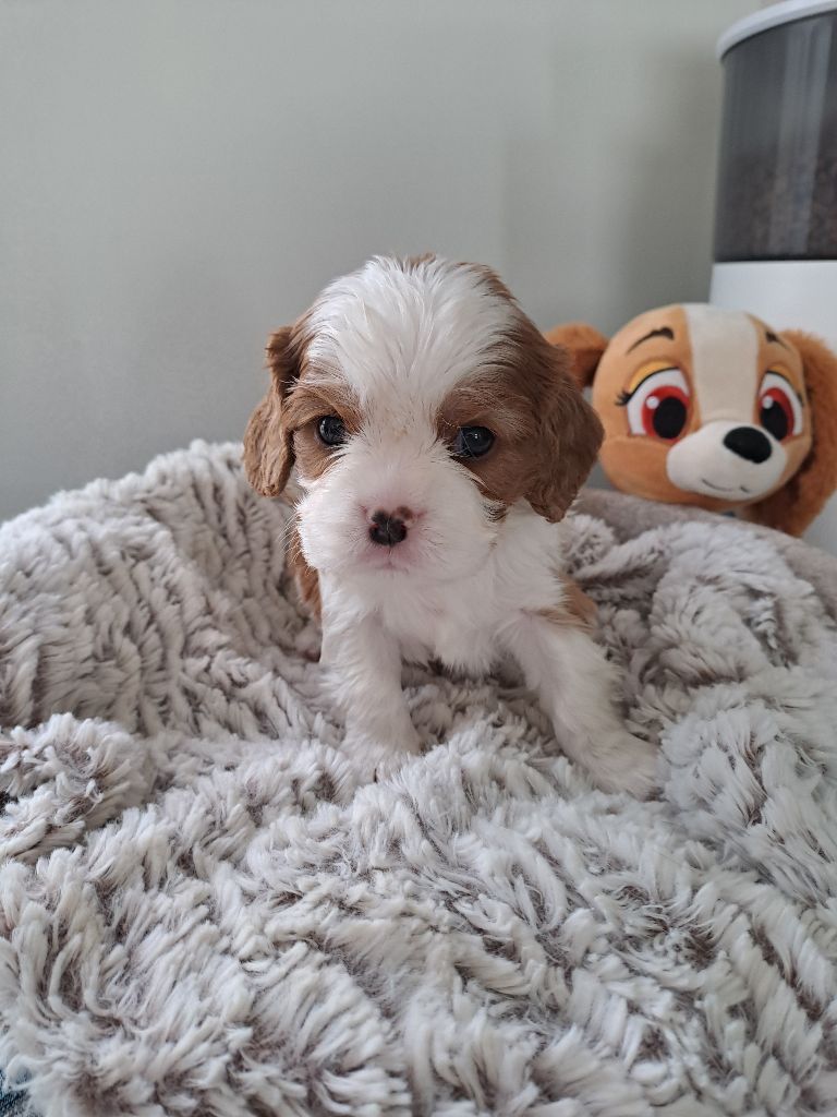 Des Cavaliers De L'Anzac - Chiots disponibles - Cavalier King Charles Spaniel