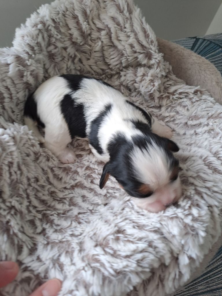 Des Cavaliers De L'Anzac - Chiots disponibles - Cavalier King Charles Spaniel