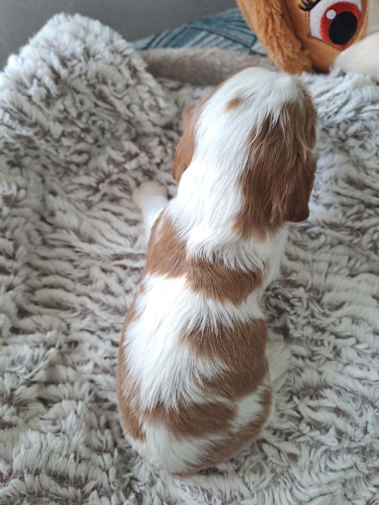 Des Cavaliers De L'Anzac - Chiots disponibles - Cavalier King Charles Spaniel