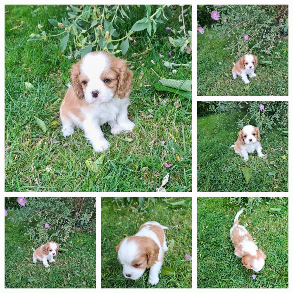 Des Cavaliers De L'Anzac - Chiots disponibles - Cavalier King Charles Spaniel