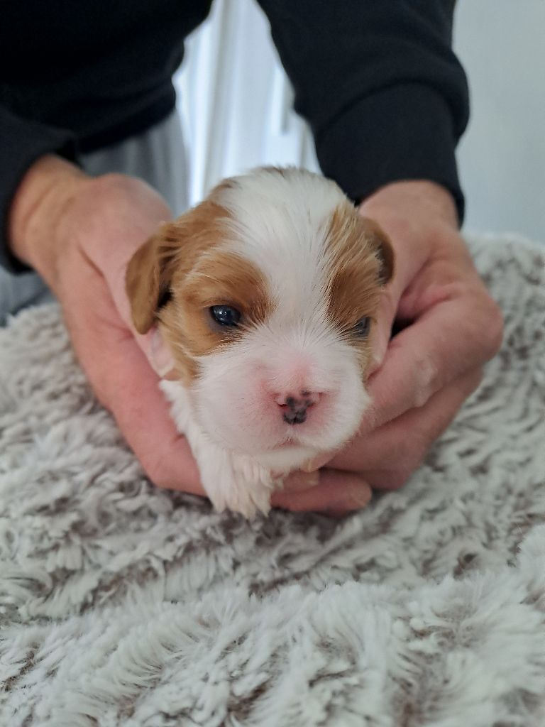 Des Cavaliers De L'Anzac - Chiots disponibles - Cavalier King Charles Spaniel