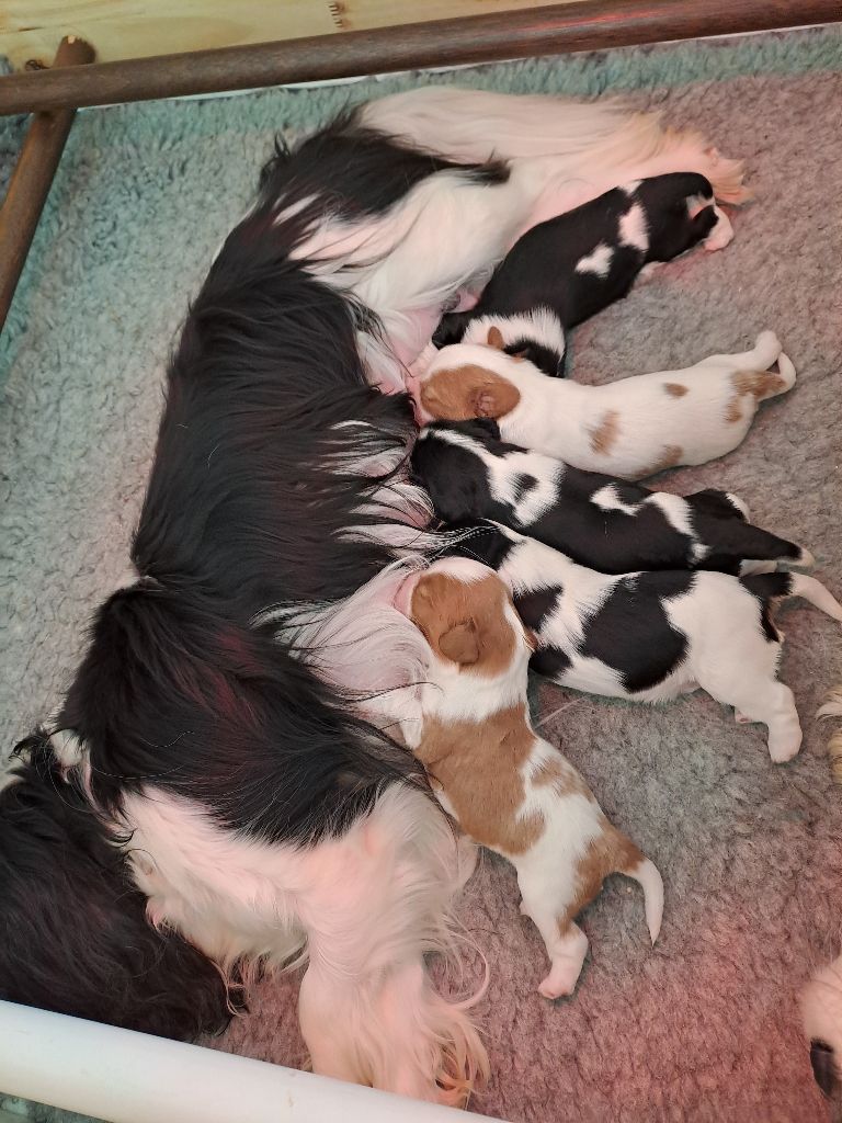 Chiot Cavalier King Charles Spaniel Des Cavaliers De L'Anzac