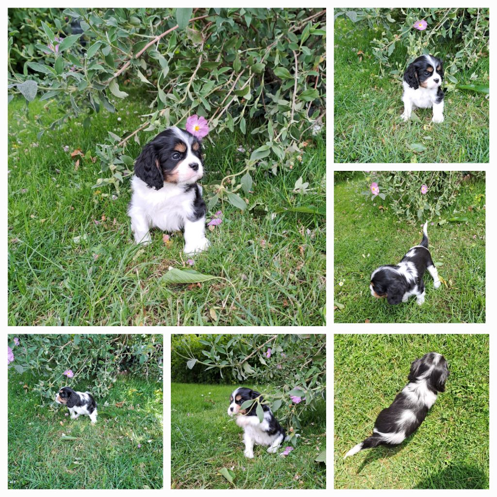 Des Cavaliers De L'Anzac - Chiots disponibles - Cavalier King Charles Spaniel